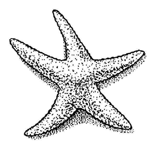 starfish-international.jpg