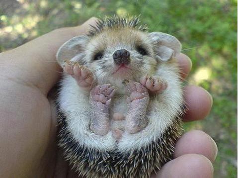 baby-porcupine-2.jpg