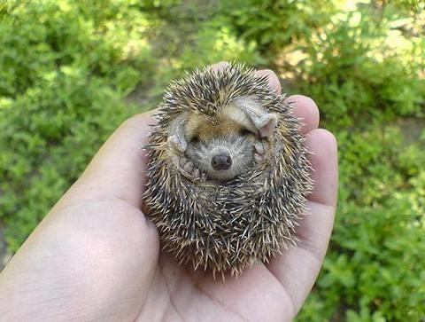 baby-porcupine-3.jpg