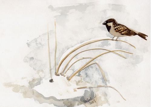 winter-sparrow.jpg