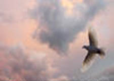 dove-flying-in-a-peaceful-pink-and-blue-cloudy-sky