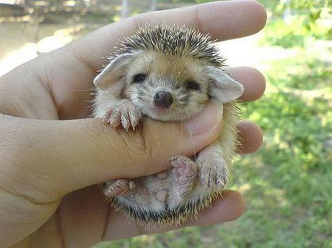 baby-porcupine-1.jpg