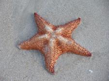 starfish-on-beach.jpg