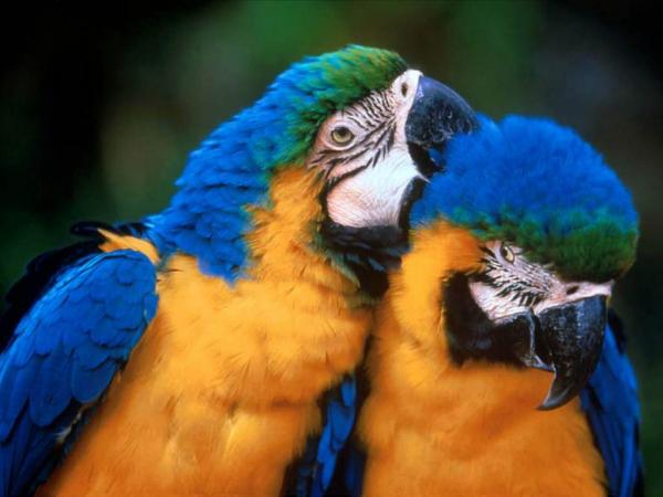two-parrots.jpg