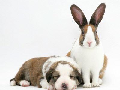 dog-rabbit.jpg