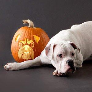 halloween_dogs_1.jpg