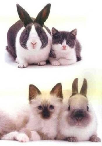 rabbit-cat.jpg