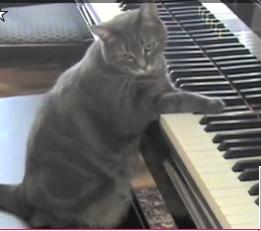 nora_the_piano_cat.jpg